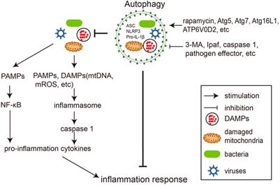 Autophagy-Inflammation Interplay During Infection: Balancing Pathogen Clearance and Host Inflammation